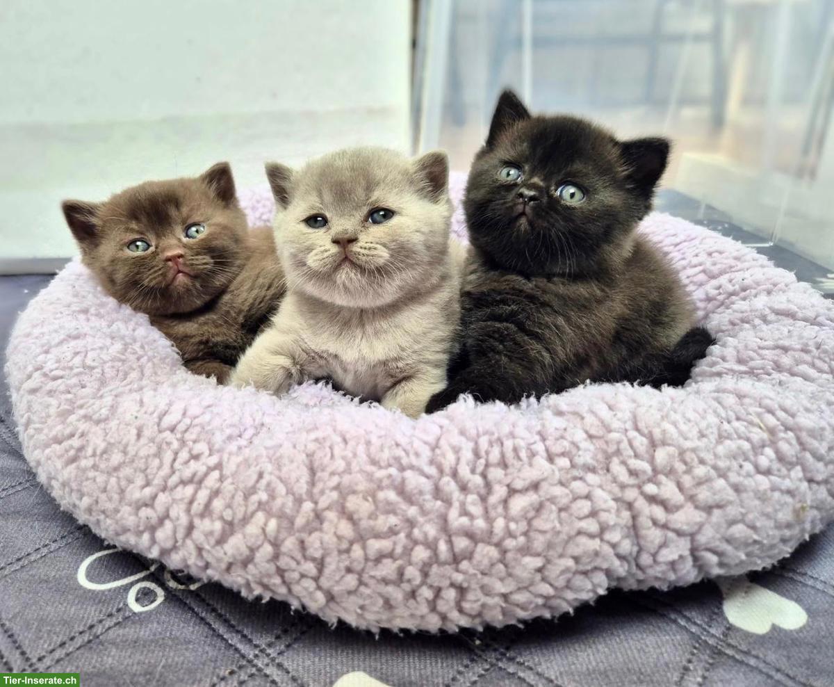 Bild 4: Reinrassiger BKH Deckkater in choco