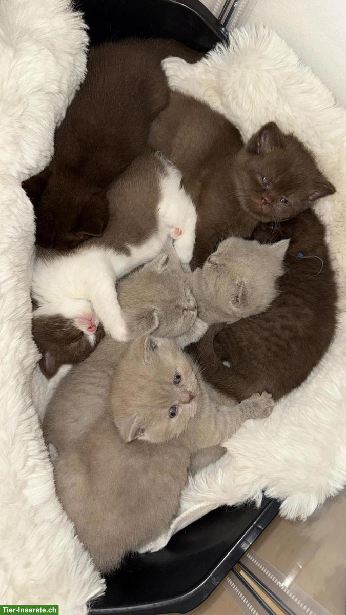 Bild 5: Reinrassiger BKH Deckkater in choco