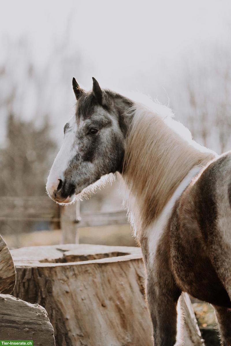 Achat, ein 2-jähriger Hengst mit wundervollem Charakter
