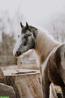 Achat, ein 2-jähriger Hengst mit wundervollem Charakter