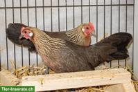 Deutsche Zwerghühner: Hühner und Hähne zu verkaufen