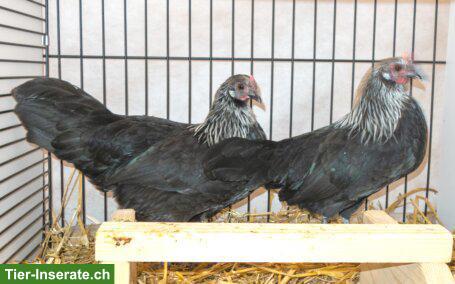 Bild 2: Deutsche Zwerghühner: Hühner und Hähne zu verkaufen