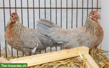 Bild 3: Deutsche Zwerghühner: Hühner und Hähne zu verkaufen