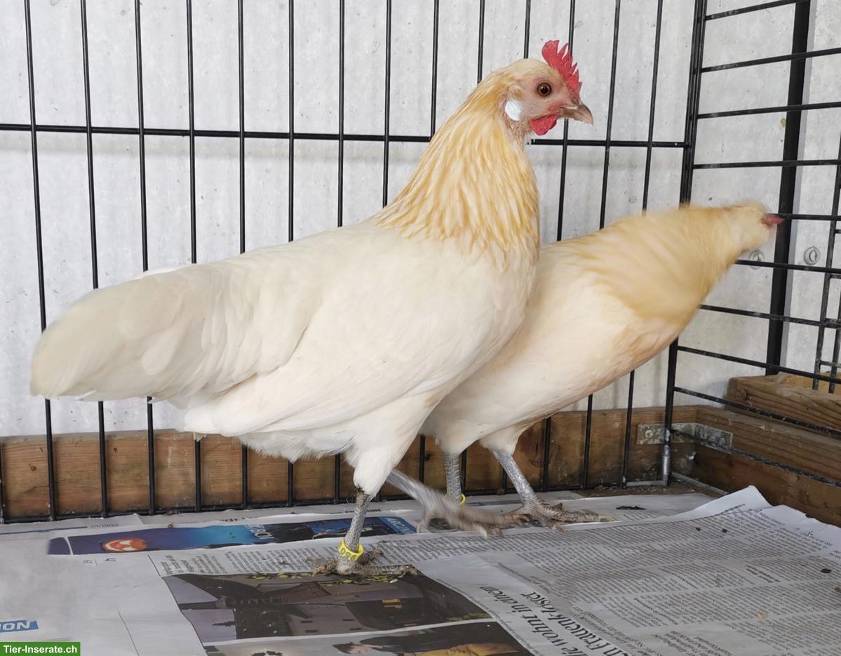 Bild 4: Deutsche Zwerghühner: Hühner und Hähne zu verkaufen