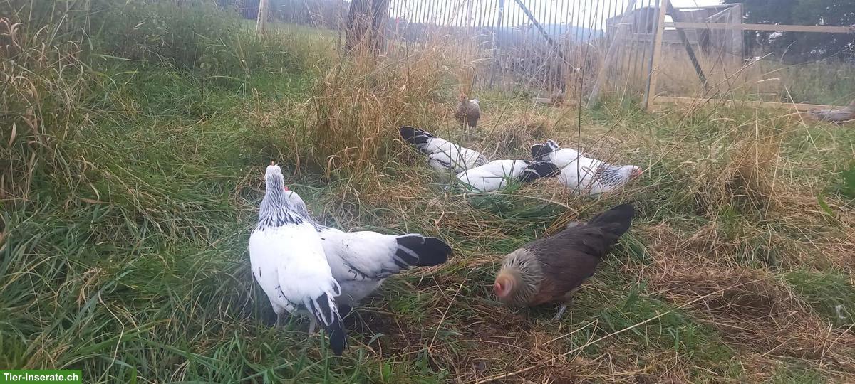 Bild 6: Deutsche Zwerghühner: Hühner und Hähne zu verkaufen