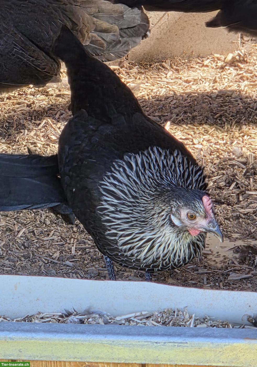 Bild 7: Deutsche Zwerghühner: Hühner und Hähne zu verkaufen