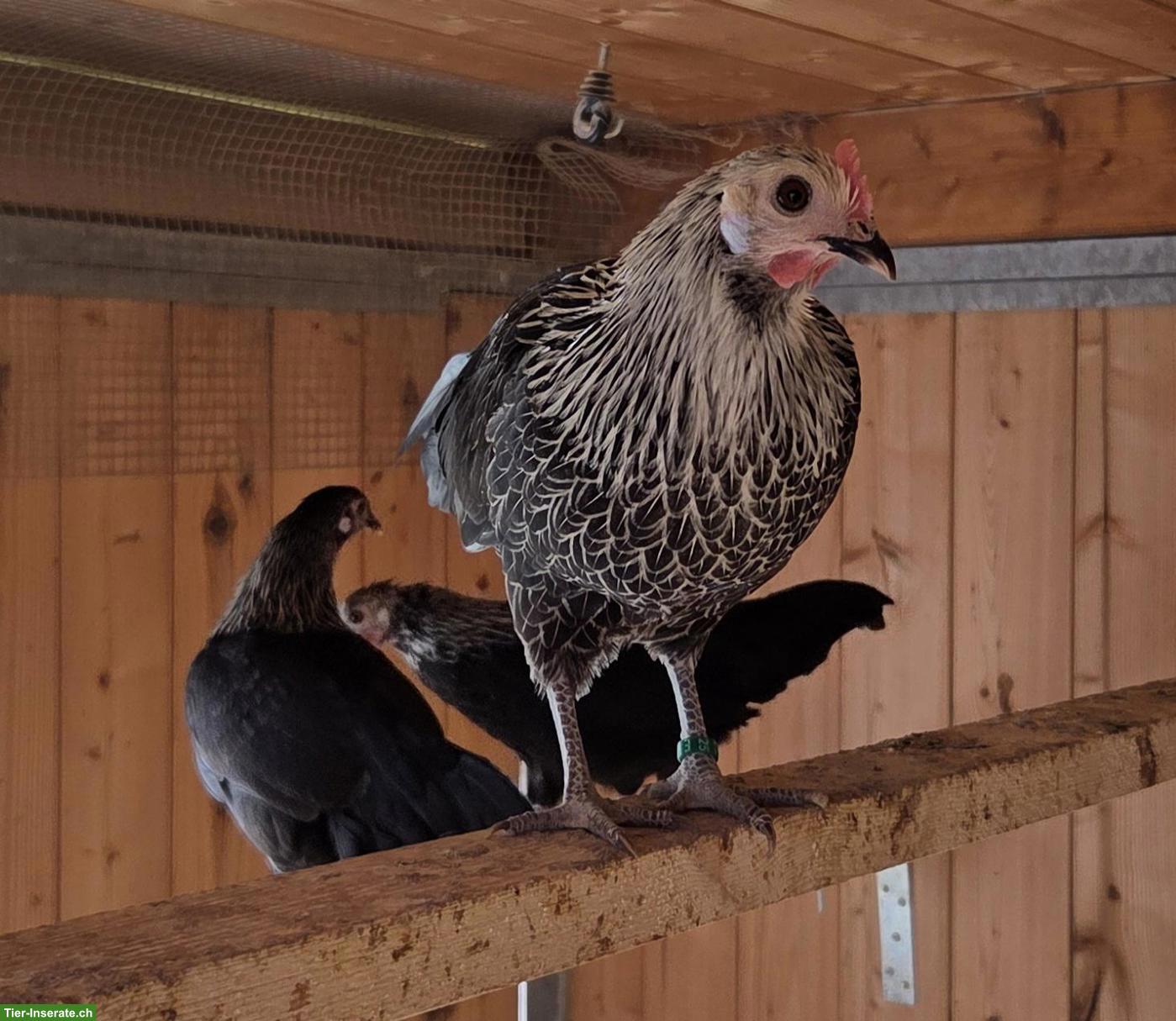 Bild 8: Deutsche Zwerghühner: Hühner und Hähne zu verkaufen