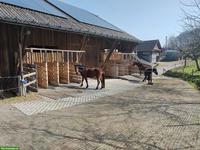 Freie Boxe in Pferdepension in Kriens LU