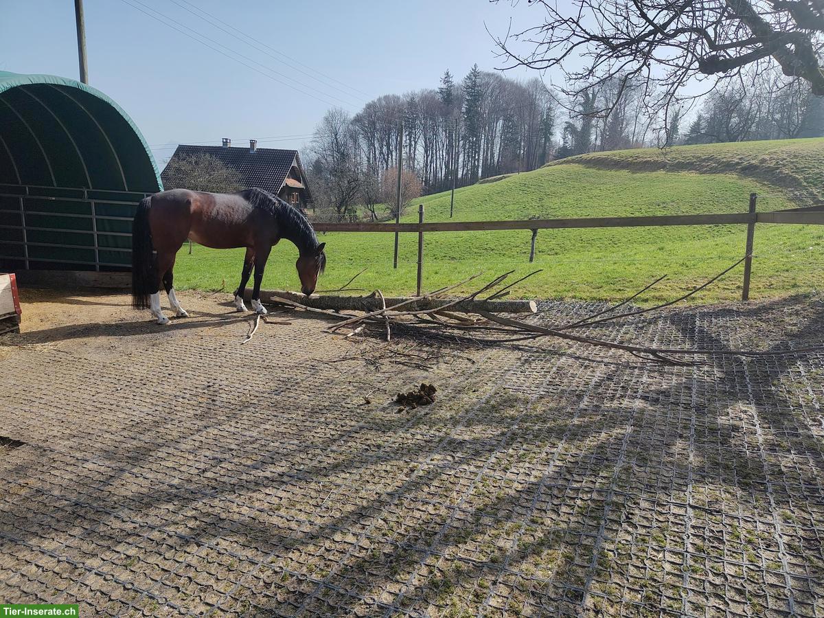 Bild 2: Freie 🐴 Boxe in Pferdepension in Kriens LU