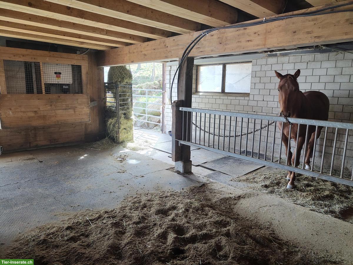 Bild 4: Freie 🐴 Boxe in Pferdepension in Kriens LU