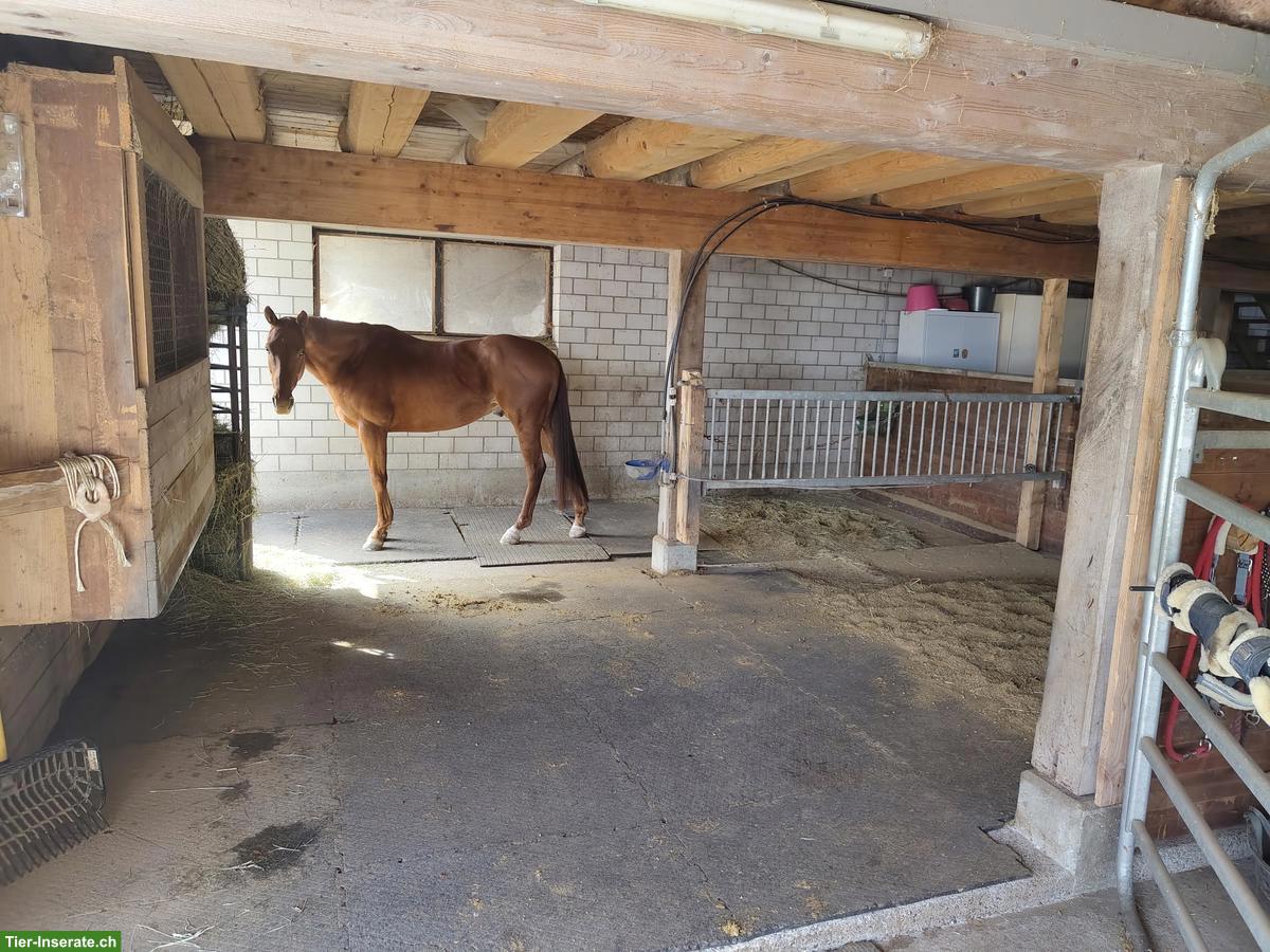 Bild 5: Freie 🐴 Boxe in Pferdepension in Kriens LU
