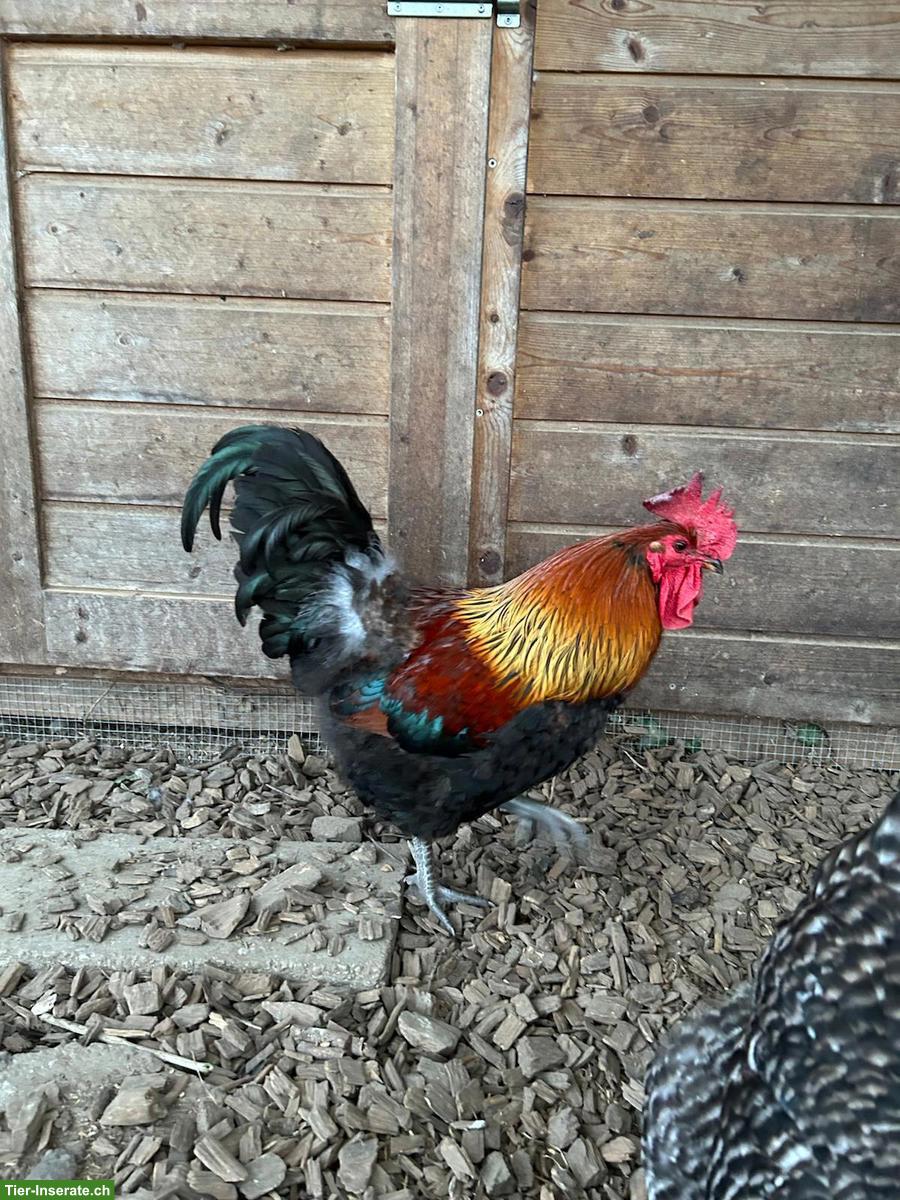 Schöner Italiener Hahn GRATIS abzugeben