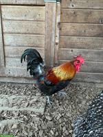 Schöner Italiener Hahn GRATIS abzugeben