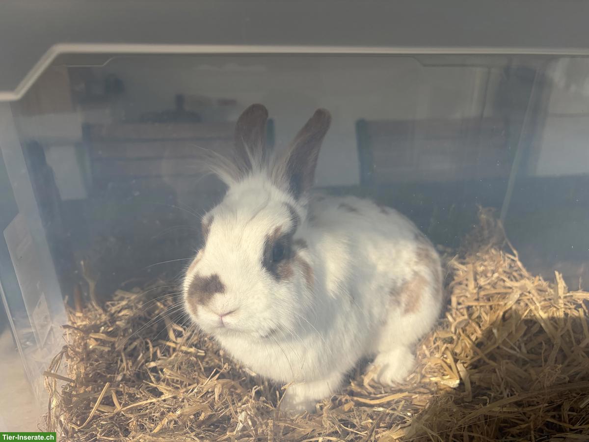 Löwenköpfchen Zwergkaninchen, Bock, kastriert