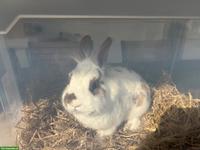 Löwenköpfchen Zwergkaninchen, Bock, kastriert