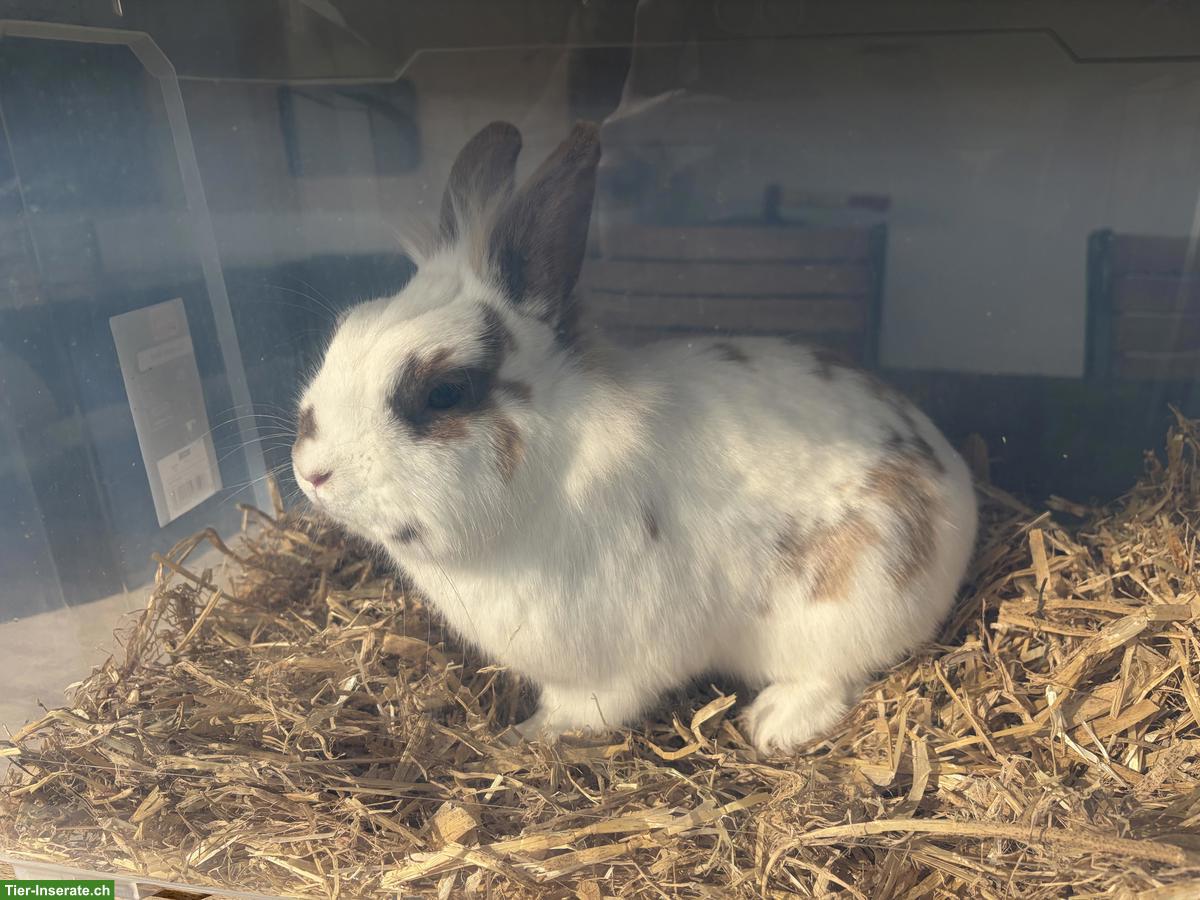 Bild 2: Löwenköpfchen Zwergkaninchen, Bock, kastriert