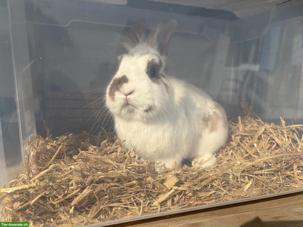 Bild 3: Löwenköpfchen Zwergkaninchen, Bock, kastriert