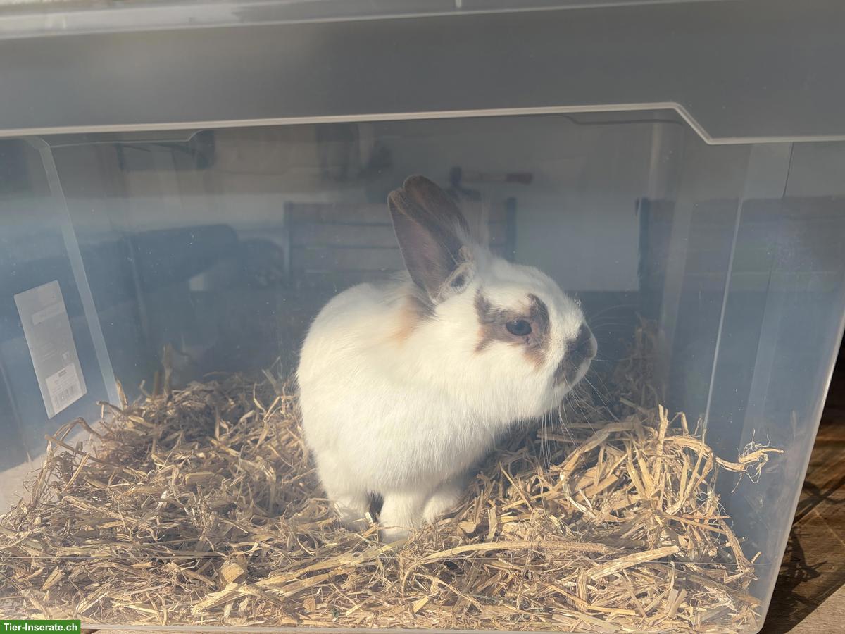 Bild 4: Löwenköpfchen Zwergkaninchen, Bock, kastriert