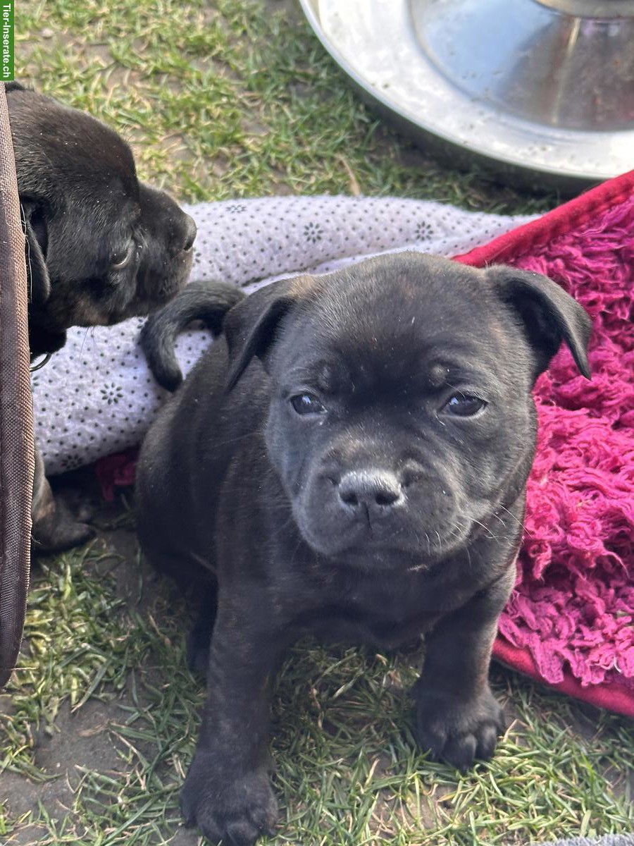 StaffBull Welpen suchen ein liebes Zuhause