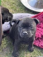 StaffBull Welpen suchen ein liebes Zuhause