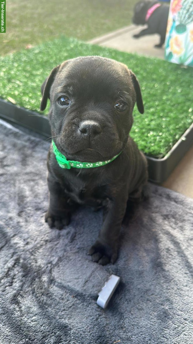 Bild 2: StaffBull Welpen suchen ein liebes Zuhause