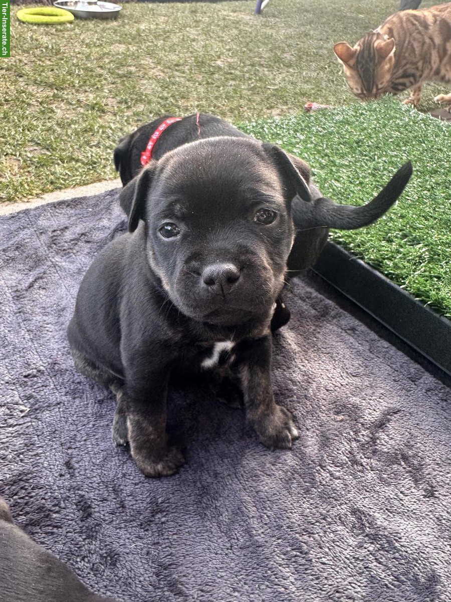 Bild 3: StaffBull Welpen suchen ein liebes Zuhause