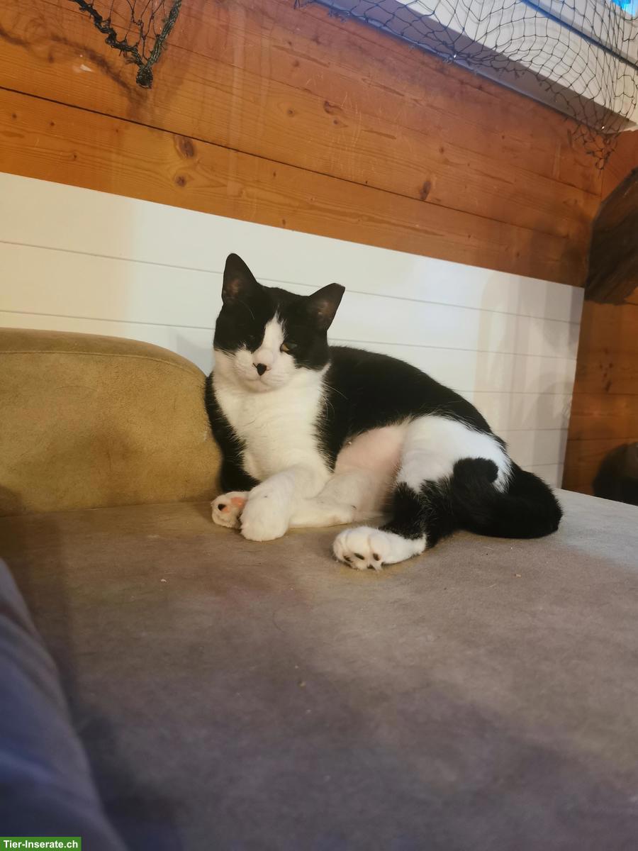 Kätzin Mickey sucht ein liebes neues zuhause