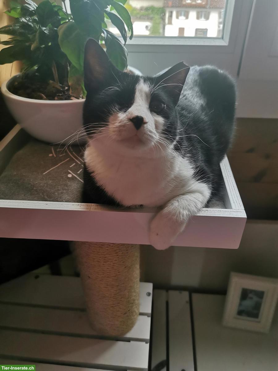 Bild 3: Kätzin Mickey sucht ein liebes neues zuhause