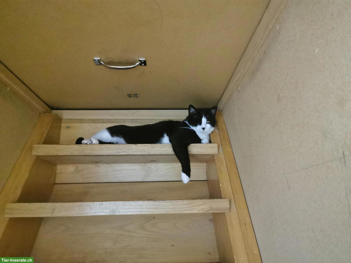 Bild 4: Kätzin Mickey sucht ein liebes neues zuhause