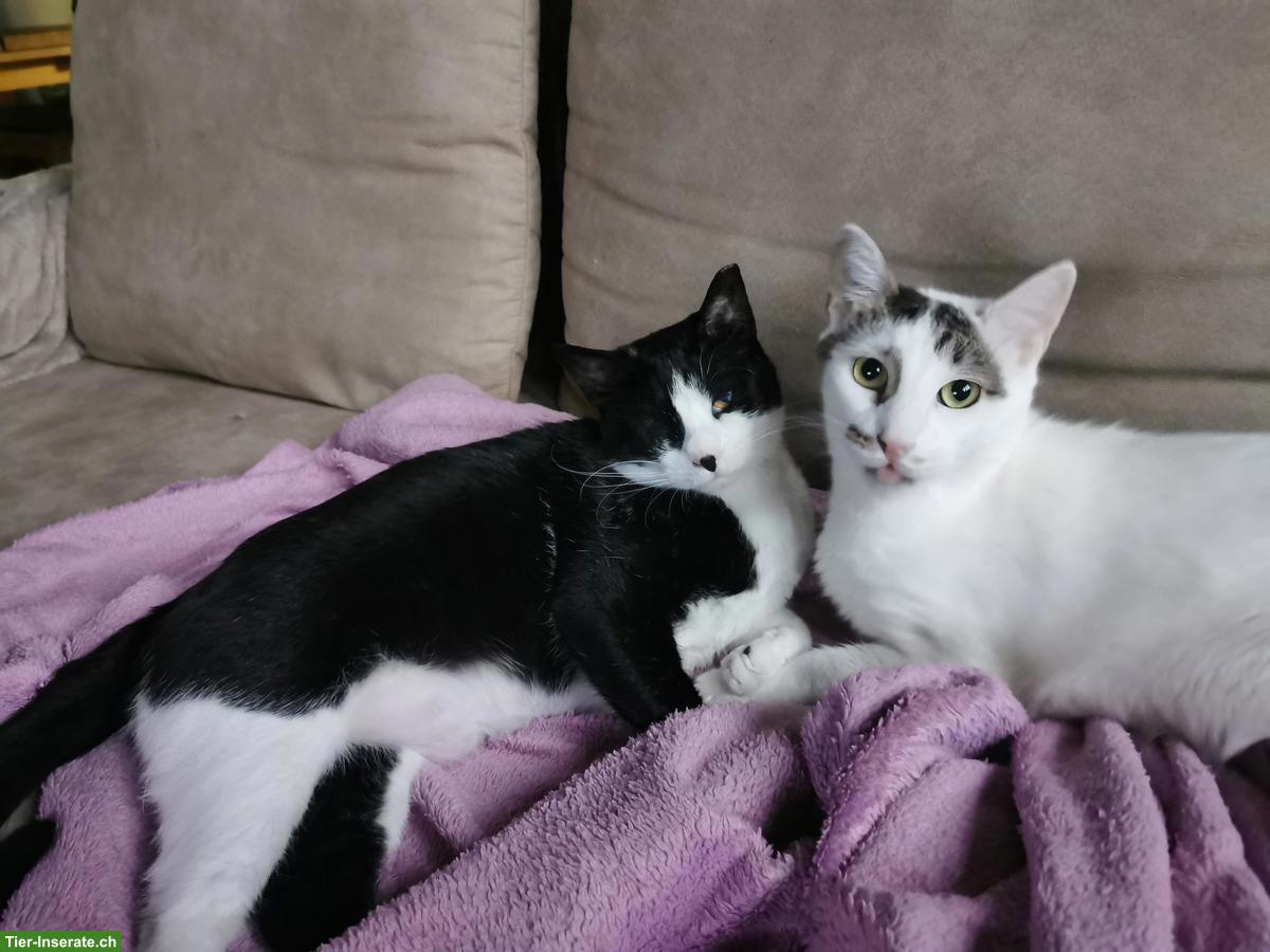 Bild 5: Kätzin Mickey sucht ein liebes neues zuhause