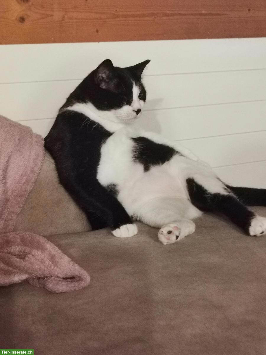 Bild 6: Kätzin Mickey sucht ein liebes neues zuhause