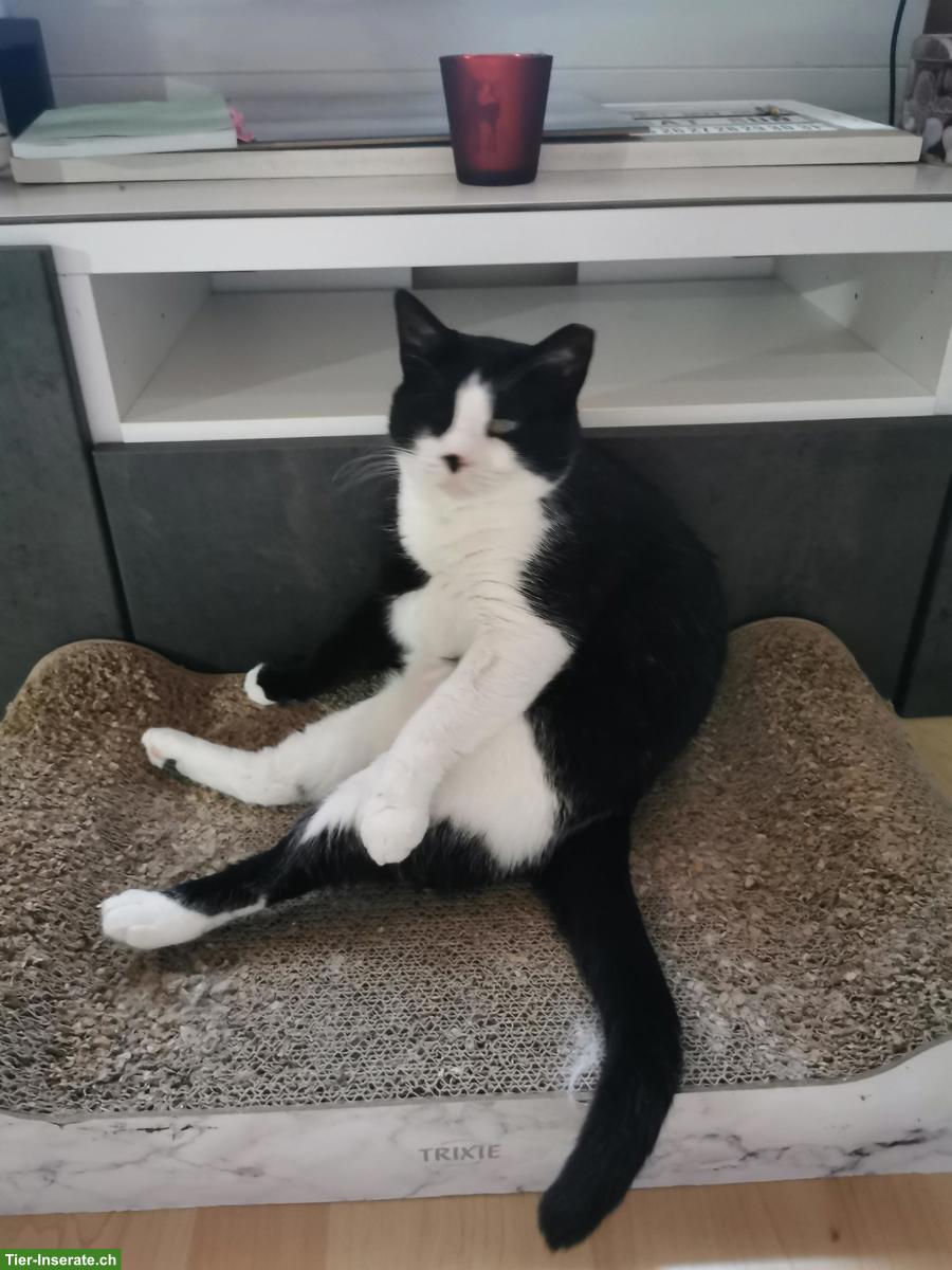 Bild 7: Kätzin Mickey sucht ein liebes neues zuhause