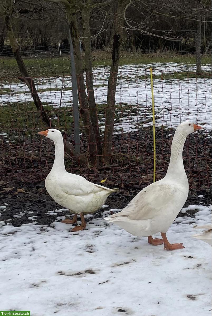 Diepholzer Gänse Zuchtpaar zu verkaufen