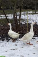 Diepholzer Gänse Zuchtpaar zu verkaufen