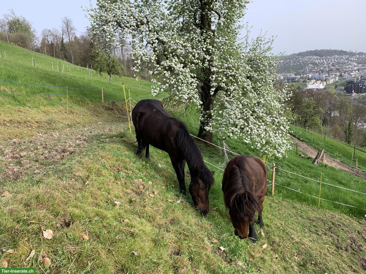 Reit-, Bodenarbeits-, Spazier- und Pflegebeteiligung mit Isländer
