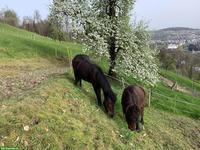 Reit-, Bodenarbeits-, Spazier- und Pflegebeteiligung mit Isländer
