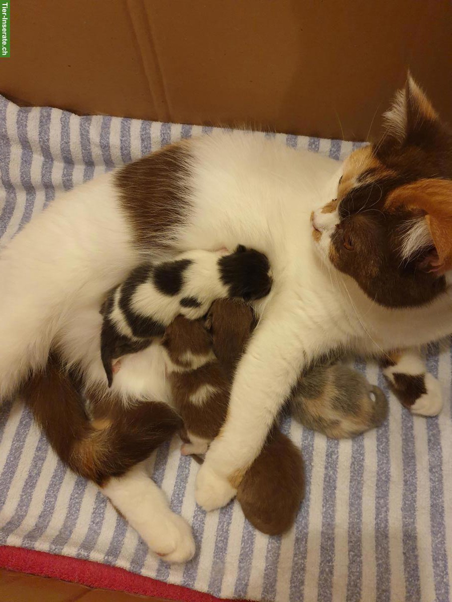 Wunderschöne BKH Kätzchen mit Stammbaum