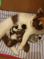 Wunderschöne BKH Kätzchen mit Stammbaum