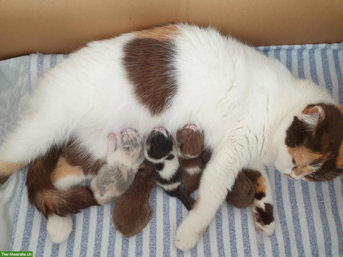 Bild 2: Wunderschöne BKH Kätzchen mit Stammbaum