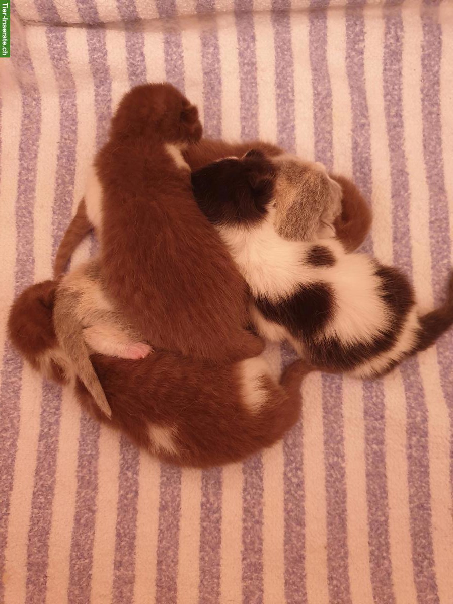 Bild 4: Wunderschöne BKH Kätzchen mit Stammbaum