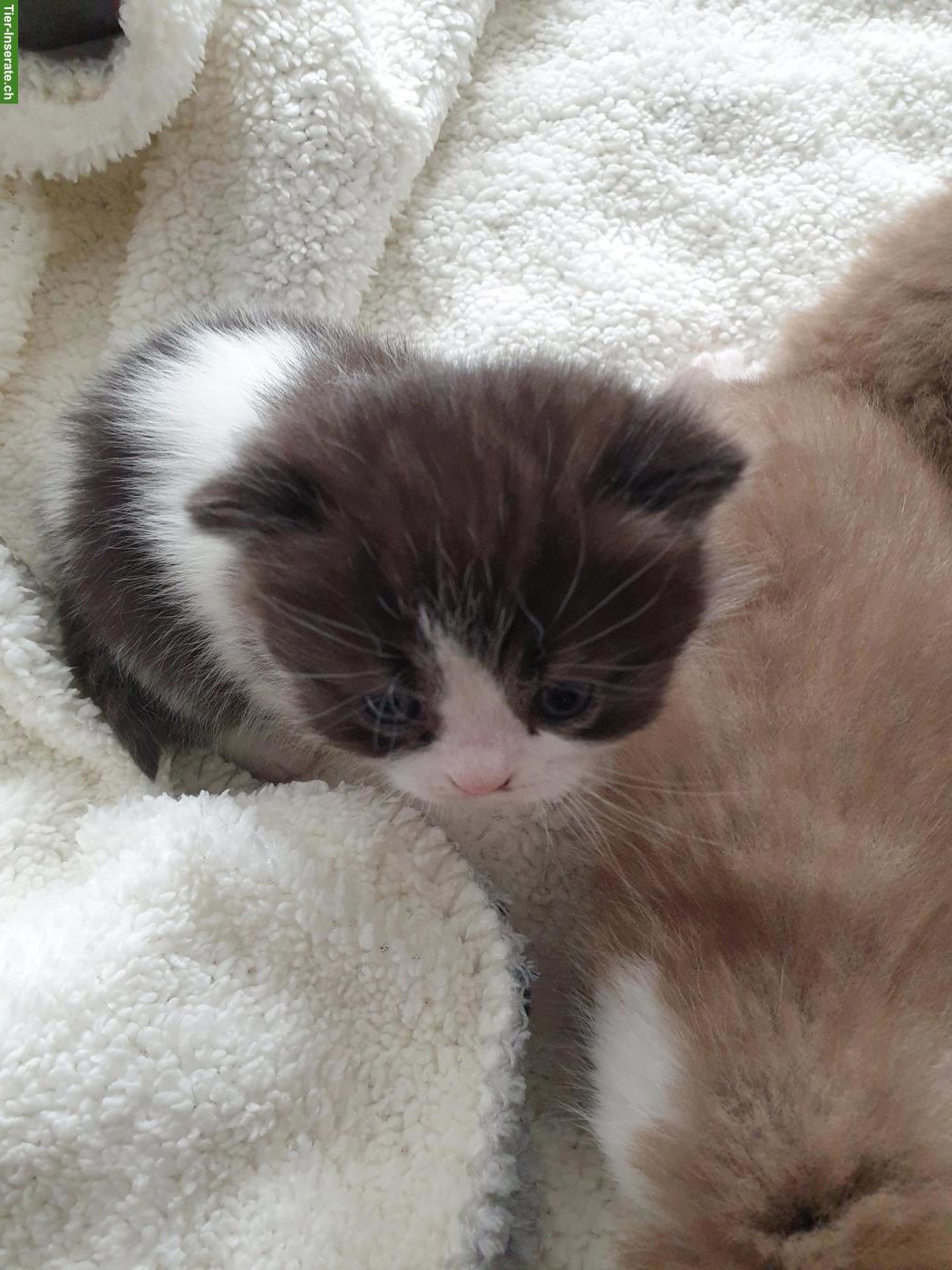 Bild 5: Wunderschöne BKH Kätzchen mit Stammbaum