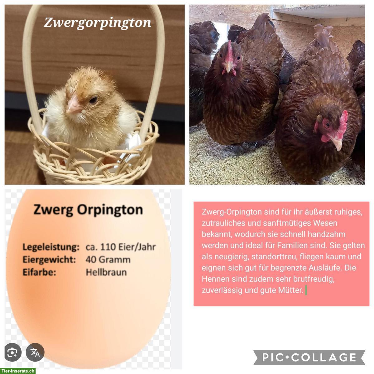 Küken zu verkaufen: Bayerische, Zwerg-Orpington, Grünleger