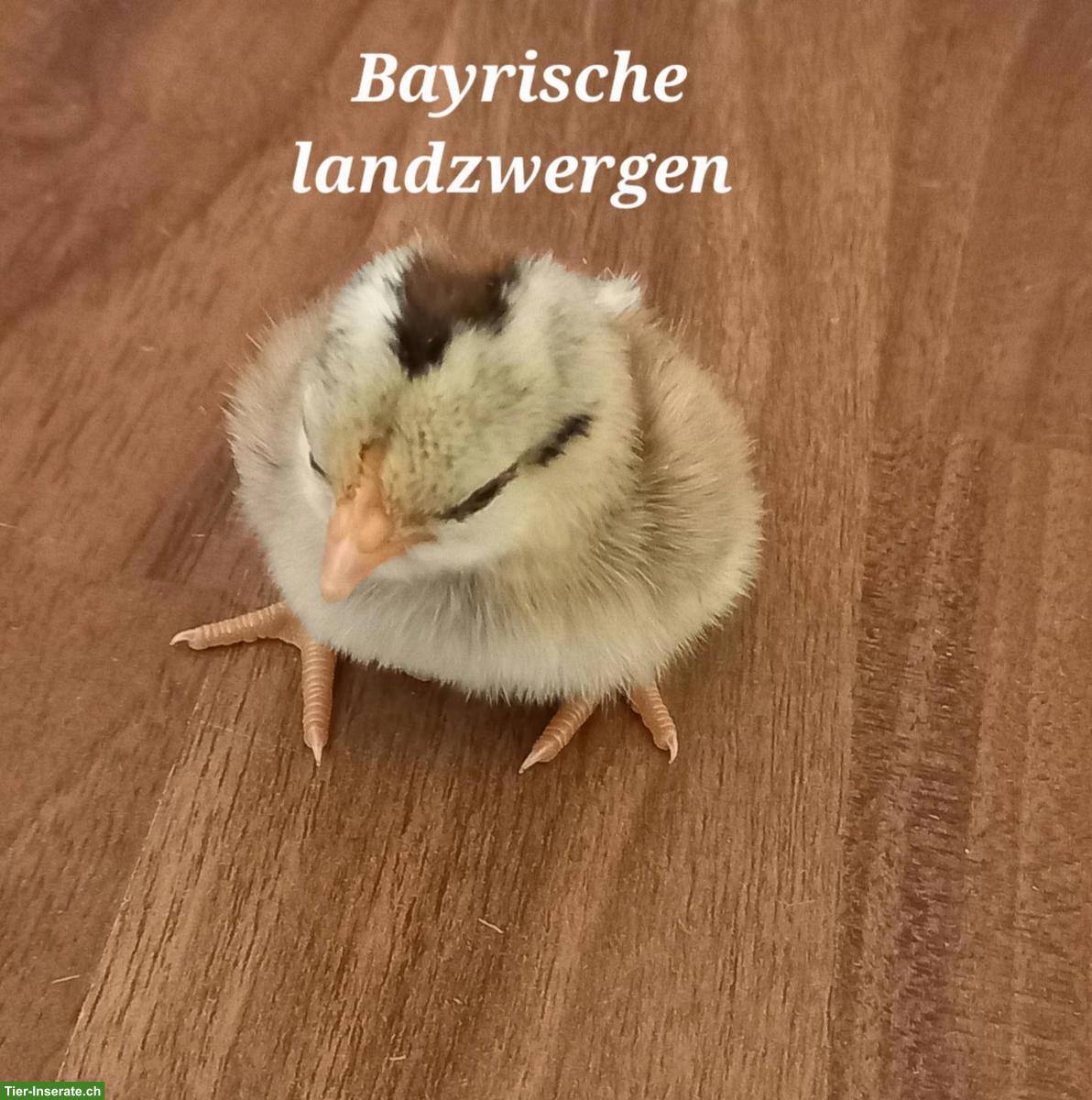 Bild 10: Küken zu verkaufen: Bayerische, Zwerg-Orpington, Grünleger