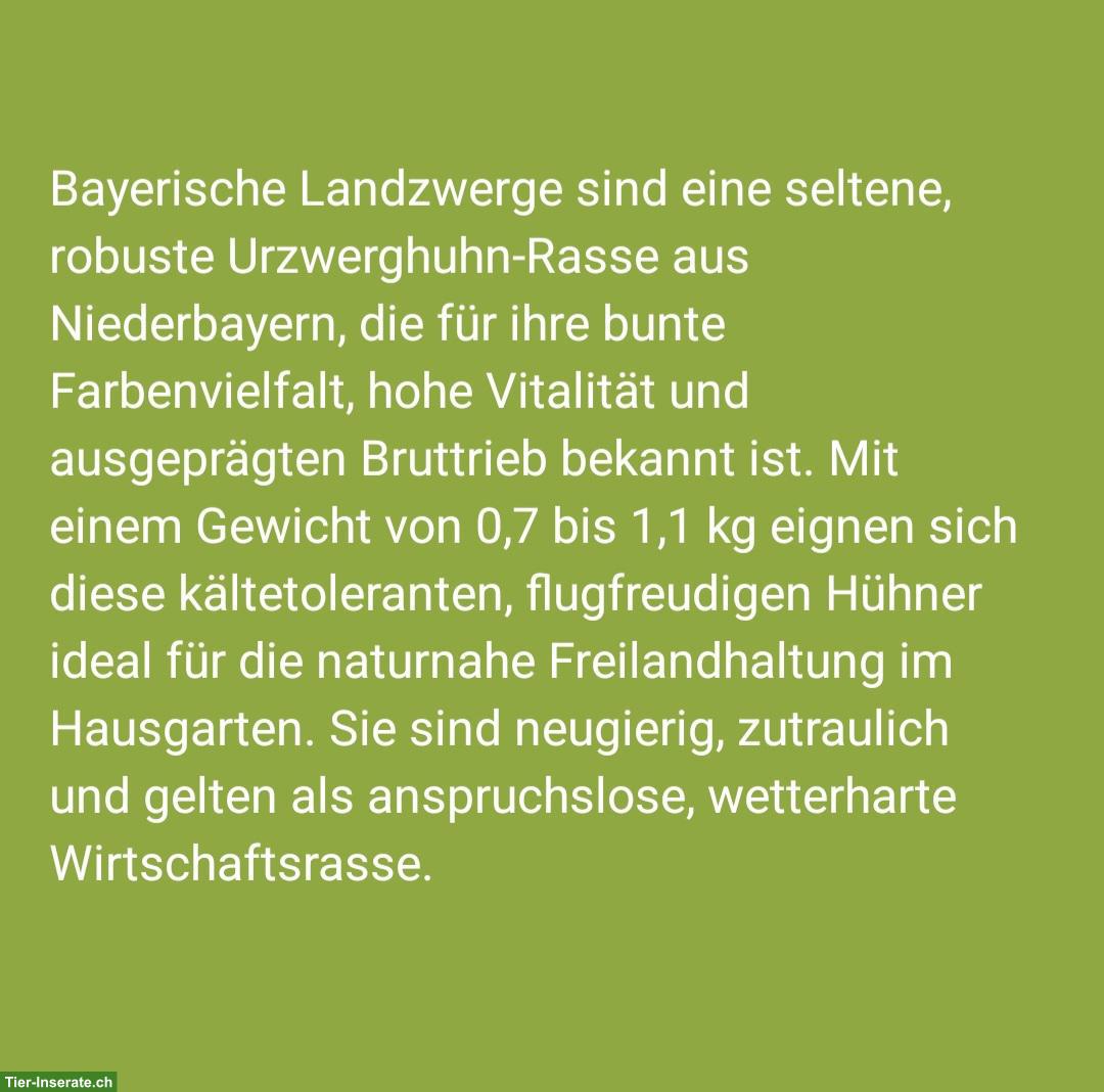 Bild 4: Küken zu verkaufen: Bayerische, Zwerg-Orpington, Grünleger