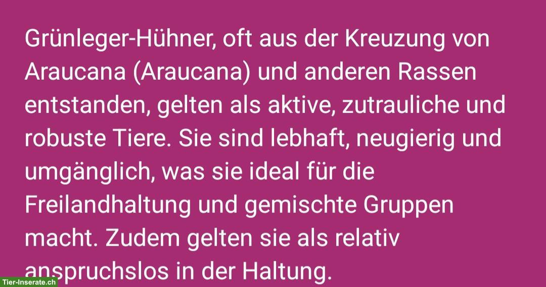 Bild 5: Küken zu verkaufen: Bayerische, Zwerg-Orpington, Grünleger