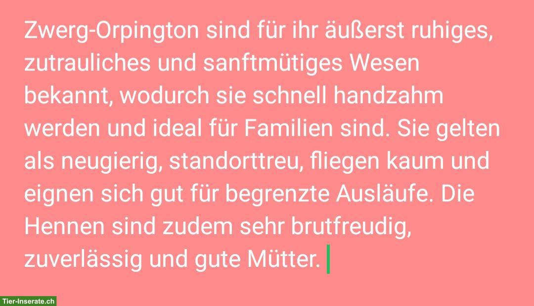 Bild 6: Küken zu verkaufen: Bayerische, Zwerg-Orpington, Grünleger