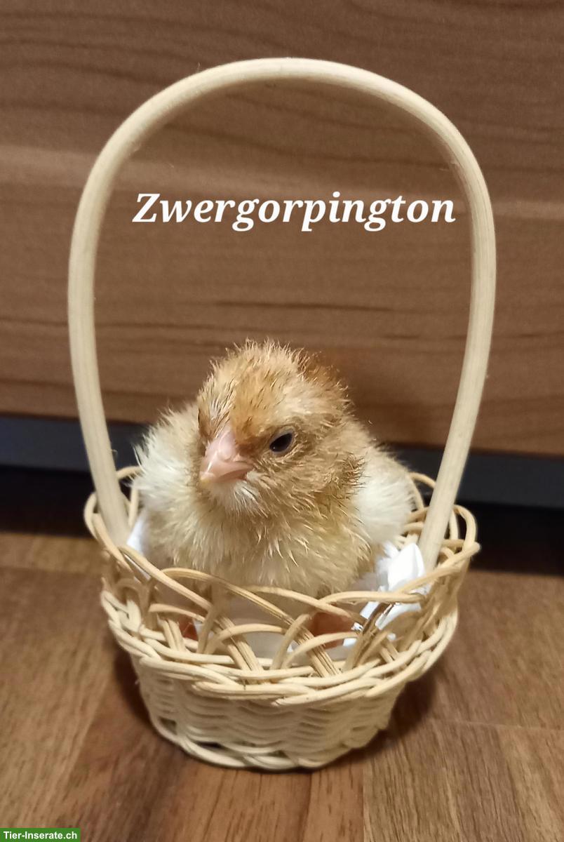Bild 7: Küken zu verkaufen: Bayerische, Zwerg-Orpington, Grünleger