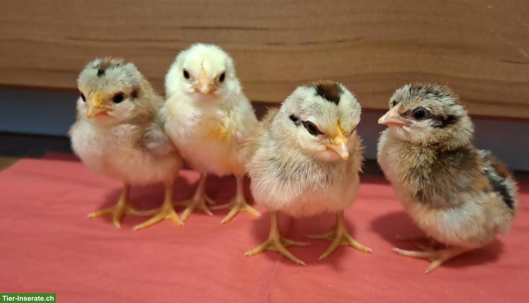 Bild 9: Küken zu verkaufen: Bayerische, Zwerg-Orpington, Grünleger
