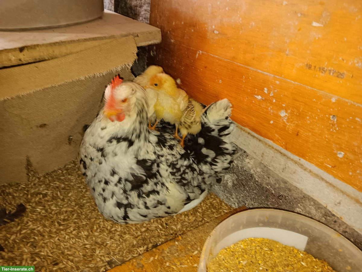 Glucke mit 9 Küken zu verkaufen