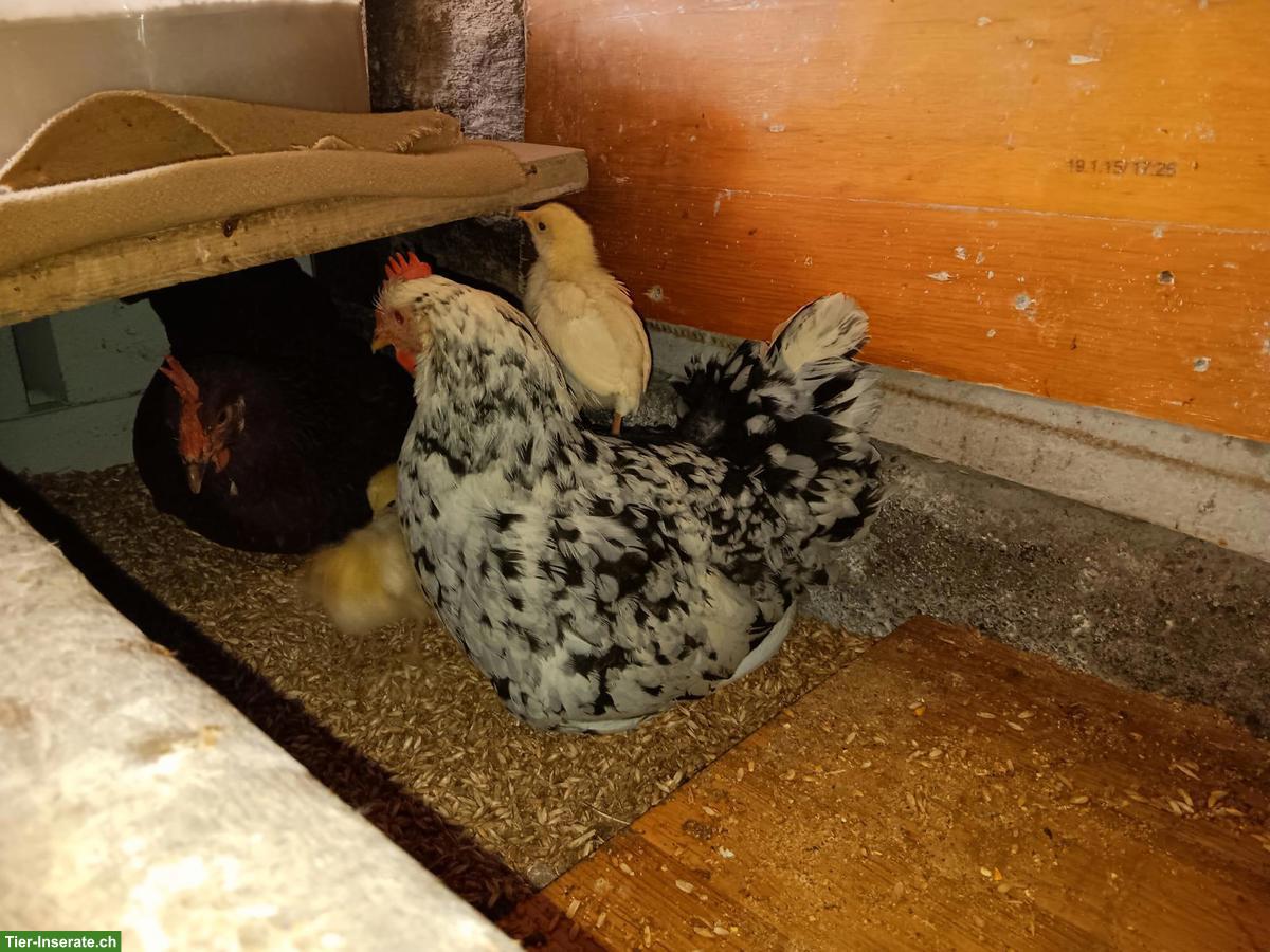 Bild 2: Glucke mit 9 Küken zu verkaufen